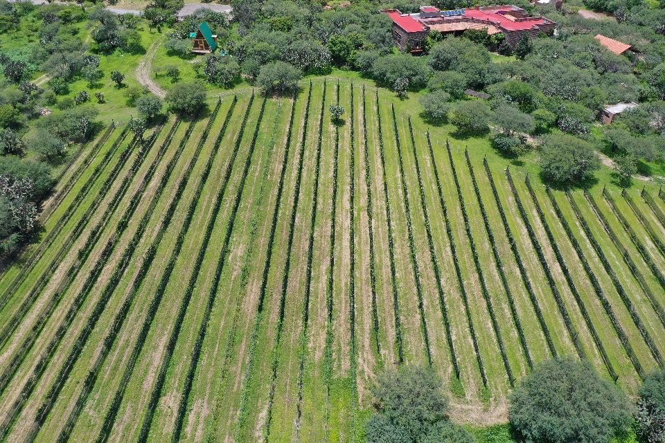 Vista aérea del viñedo
