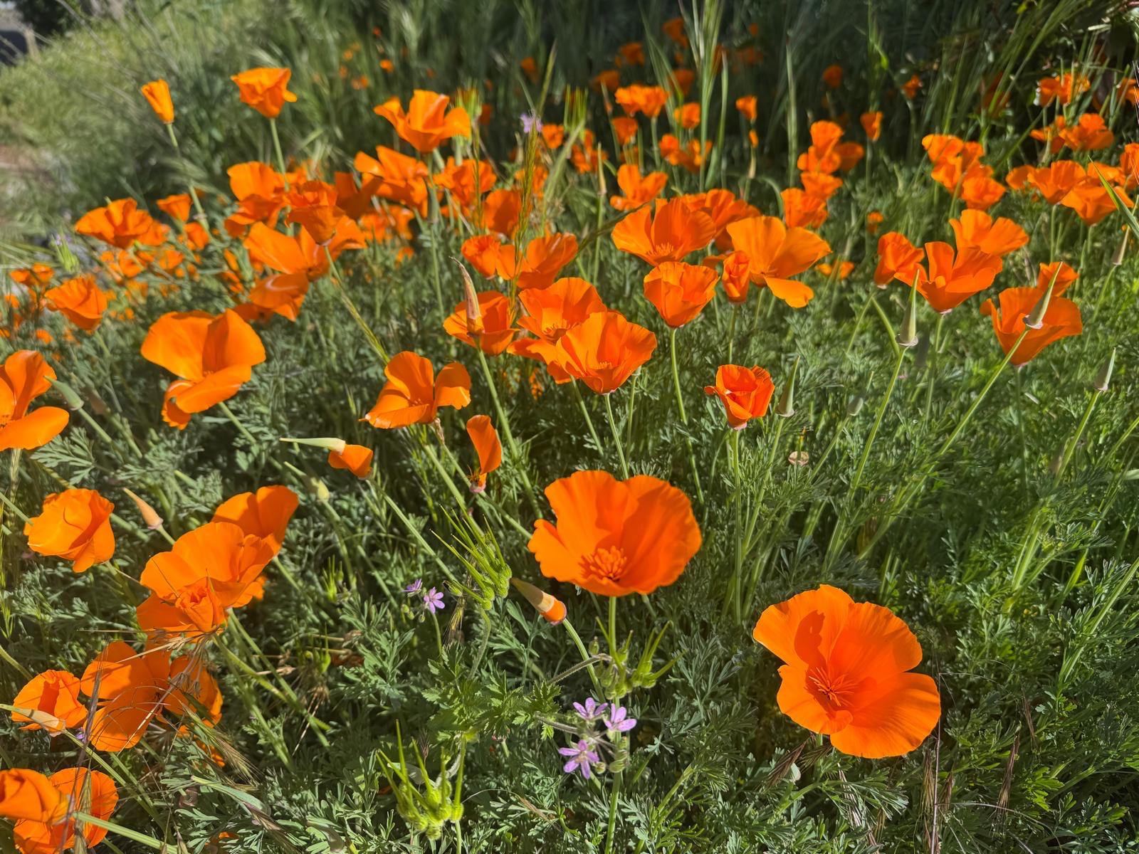 Flores del viñedo